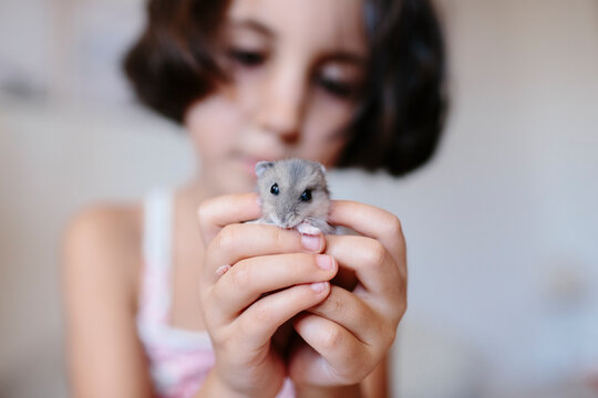 Hamster held in kids hands looking at camera