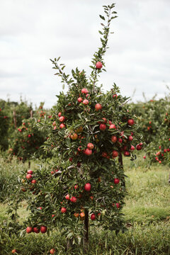 Apple Orchard, East Peckham, Kent, UK