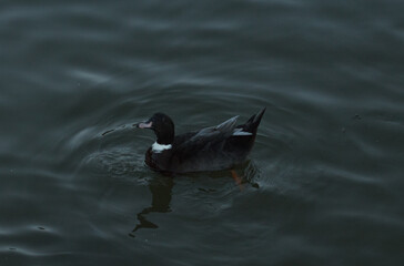 Ave nadando en el lago.