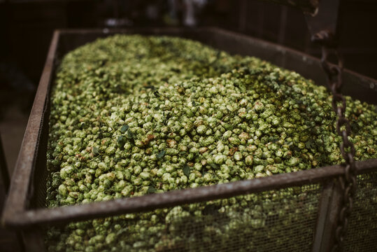 Hop harvest, East Peckham, Kent, UK. 31st August 2020.