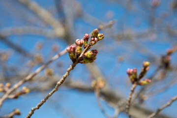 青空を背景に桜の蕾