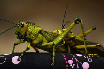 Saltamontes