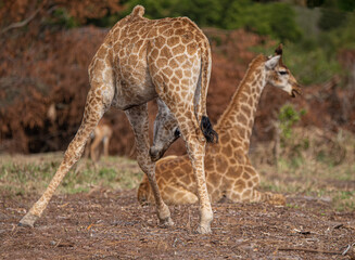 Obraz premium Mom and baby giraffe having a quiet moment in the African bush away from predators