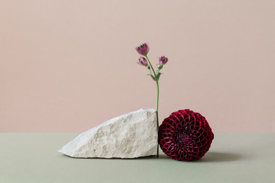 Still life with dahlia