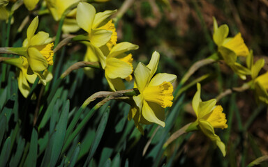 Obraz premium yellow flowers in the garden