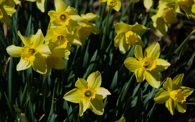 yellow daffodils in spring