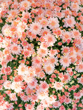 Fall pink mum flowers