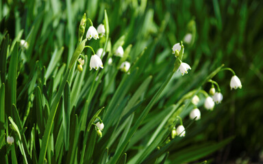 snowdrops in the grass