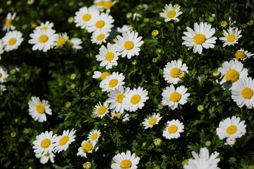 field of daisies