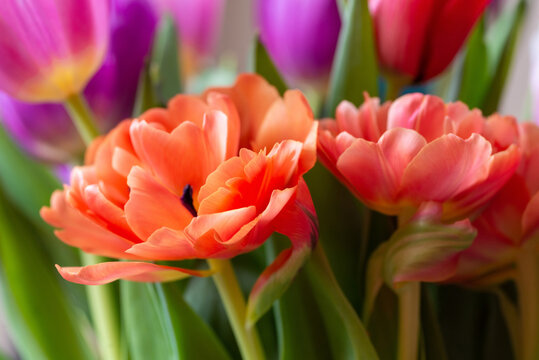 Orange tulip cultivar with many petals macro photography on a pink background of other tulips. 