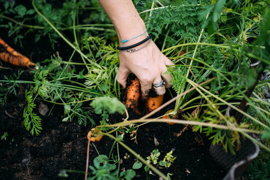 Farmer harvesting carrots in garden