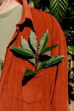 Close-up of Bay tree leaves on jacket pocket