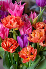 Bouquet of tulips of different colors. Orange and pink tulips with green juicy leaves. 