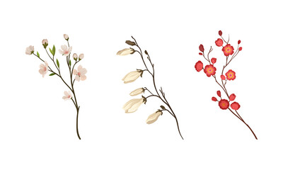 Floral Twigs and Branches with Tender Flower Buds and New Leaves Vector Set