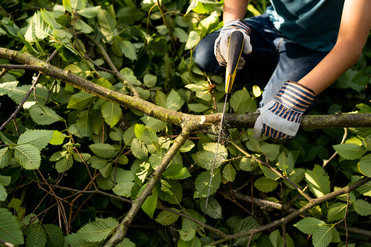Child sawing a branch