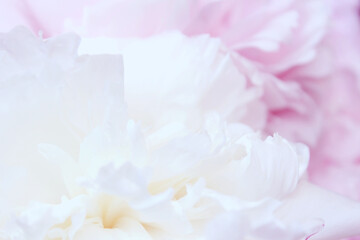 Obraz na płótnie Canvas pastel white and pink peony flowers background