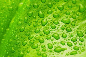Plakat green leaf with drops of water