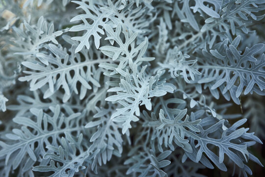 Silver Ragwort.
