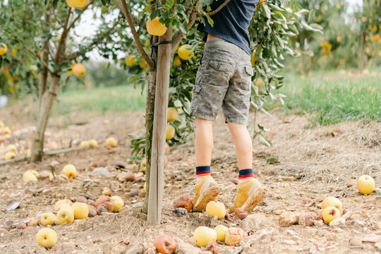 Little boy picking apples in an orchard