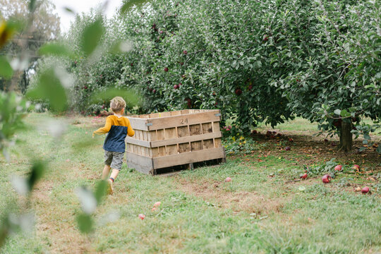 Boy running to a crate in an apple orchard