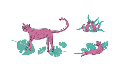 Purple Leopard with Dark Spots on Fur Cuddling and Lying in Tropical Leaves Vector Set