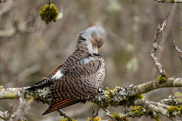 close up of a northern flicker resting on the moss covered branch cleaning its feather with its beak