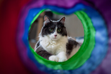 Domestic medium hair cat looking through the colorful tunnel.