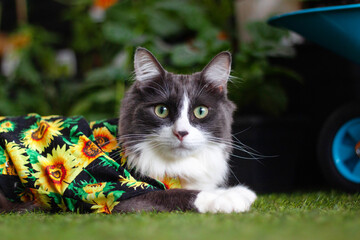 Naklejka na ściany i meble Domestic medium hair cat in Summer Sunflower shirt lying and relaxing on Grass in the back yard on a sunny day.