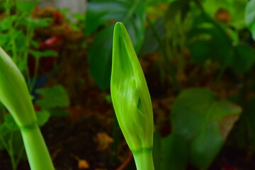 Beautiful home plants.