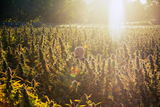 California cannabis farm