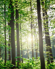 Forest trees. nature green wood sunlight backgrounds. vertical image