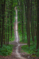 Obraz premium Forest trees. nature green wood sunlight backgrounds..