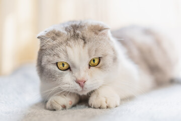 Naklejka na ściany i meble Cute short-legged cat lying on the table
