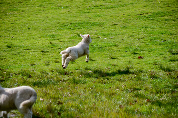 Obraz premium Sheep on a cloudy day at One Tree Hill in Auckland, New Zealand
