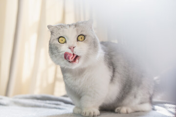 Obraz premium Cute short-legged cat standing on a table is licking lips