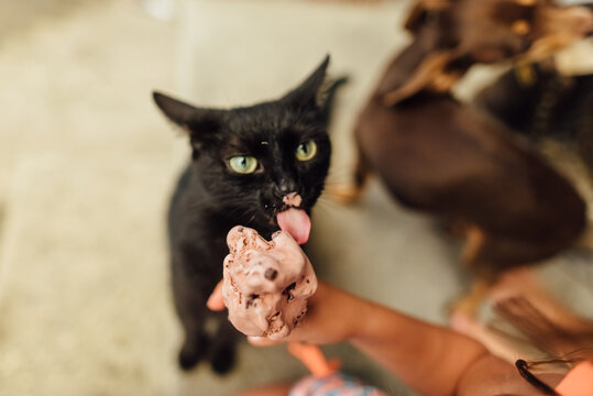 Black cat licking ice cream cone.