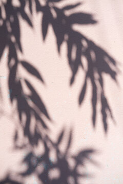 Tropical leaf shadow on pink wall