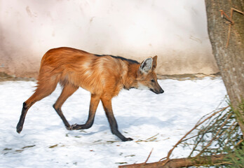 Maned wolf. It is a predatory mammal of the canine family. Translated from Greek, its name means "short-tailed golden dog".  This animal is native to America. © galina_savina