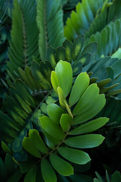 Tropical leaf foliage