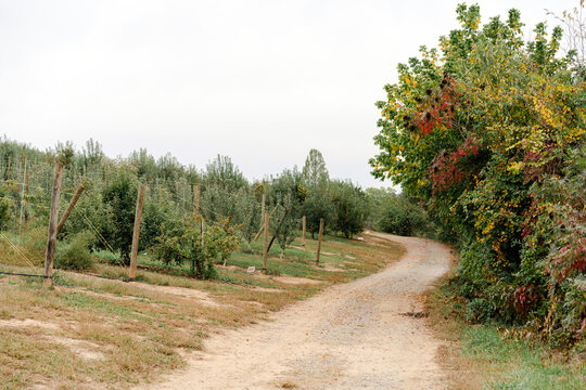 Apple orchard in the fall