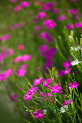 Fototapeta premium Pink carnation flowers. Close-up blooming carnation glory flower. Ground cover carnation plant for alpine hills in garden as carnation background