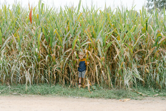 Little boy standing within a corn field