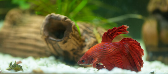 Red betta fish in a beautiful aquarium