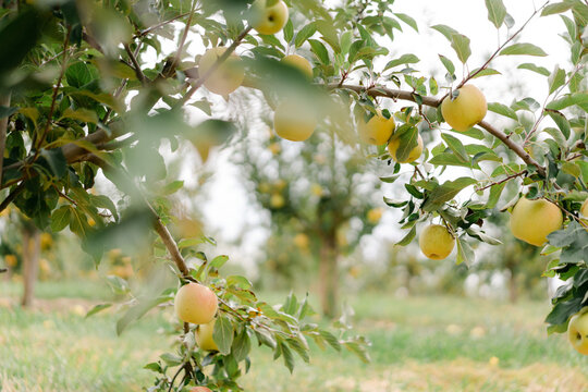 Tree branch full of golden apples