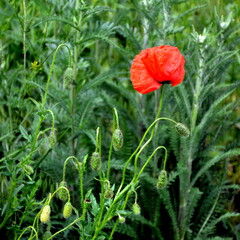 A red wild poppy flower among the field grasses.