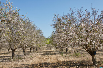 Gardens with flowering almond trees in early spring in Israel