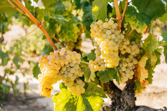 Close up of white grapes ready for harvest