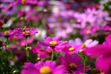 Fototapeta premium Beautiful nature Pinks flower in nature garden.