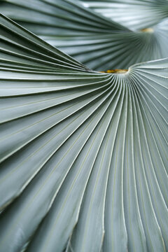 Close up pf palm detail