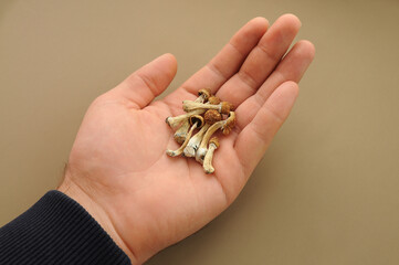 Psilocybin Psilocybe Cubensis mushrooms in man's hand on brown background. Psychedelic magic mushroom Golden Teacher. Top view, flat lay. Micro-dosing concept.